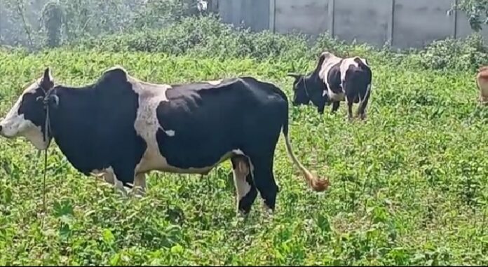 llegal Cow Trafficking Caught