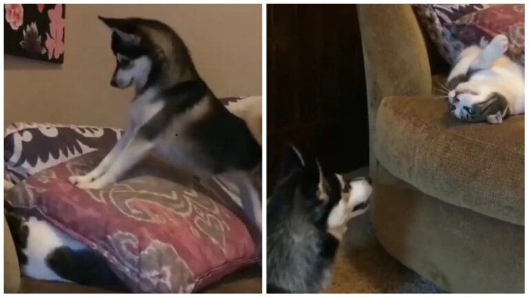 Dog Cat Fighting like WWE