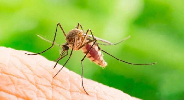 आसामाव Japanese Encephalitis जों सा 2 सुबुङा जिउ गोमानांबावबाय। आसामाव Japanese Encephalitis जों सा 2 सुबुङा जिउ गोमानांबावबाय।
