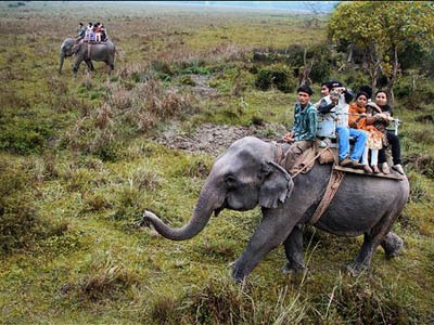 elephant safari incident in Kaziranga National Park