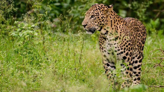 Leopard Attacks Woman in Furkating Tea Estate