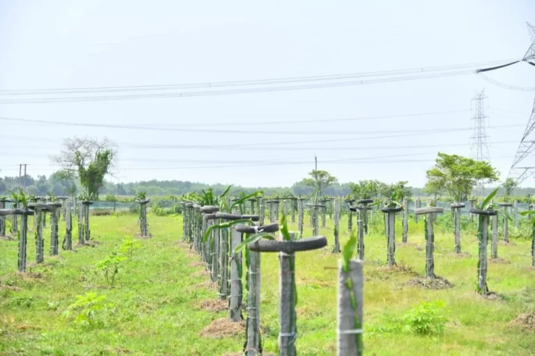 CEM Pramod Boro distributes over 700 dragonfruit saplings to farmers for cultivation in Daoliguri CEM Pramod Boro distributes over 700 dragonfruit saplings to farmers for cultivation in Daoliguri